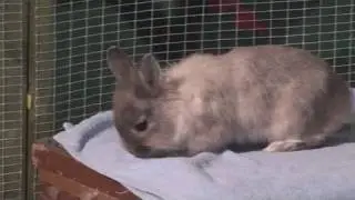 How To  Go About Buying A Rabbit
