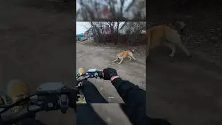 с кошками тоже должно работать #172fmm #250 #dirtbike #enduro #kayo #kayok1 #moto #motorcycle