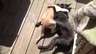 My cat loves my dog