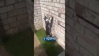 ЭТО ШОК ЧУДО КОТ #кошки #смешно
