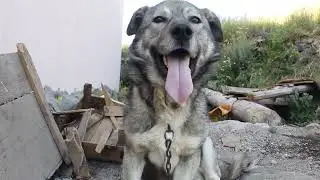 Köpek