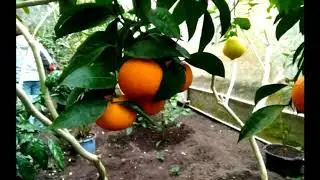 ЦИТРУСОВЫЙ РАЙ НА ЗЕМЛЕ. БАНАНОВАЯ ФЕРМА