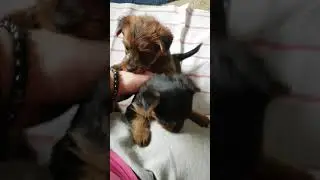 Австралийский терьер, щенки, питомник ЯКОГОР/Australian terrier puppy, kennel Yakogor