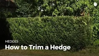 How to Trim a Hedge