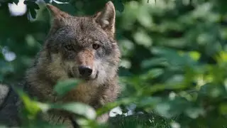 'Un Paseo por Palencia' TRAS LAS HUELLAS DEL LOBO