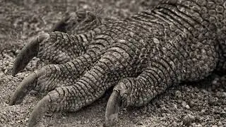 LA LEYENDA DEL LAGARTO,ABASOLO,GTO. JUAN CARLOS CAMARILLO RIVERA.
