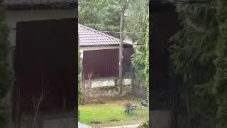 Вот она та белочка, которая по заборам бегает🐿️🌰