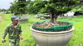 Kích thước cây Tùng trực liên chi thuần chậu