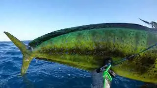 Offshore Pelagic Spearfishing With Friends For Mahi-mahi And Tuna - Part 3