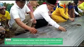 DESA SUNGAI KERAMAT TERAPKAN PROGRAM KETAHANAN PANGAN MANFAATKAN LAHAN KOSONG