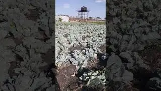Amazing cabbage farm