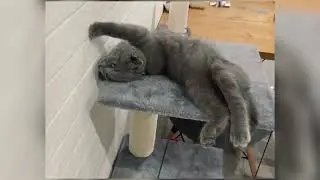 Баганутый кот Мармока 😽