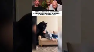 Вот как кошки должны встречать 😂