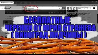Черенки от Юрия Стражева (к-л 