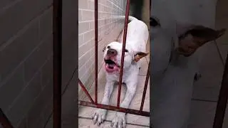 O PITBULL QUE SÓ OBEDECE ORDEM EM INGLÊS! (ADESTRAMENTO).