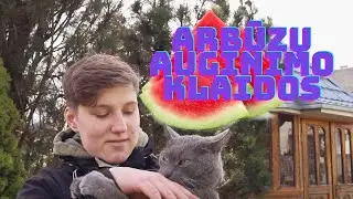 ARBŪZŲ AUGINIMO KLAIDOS 2 DALIS