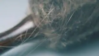 ellipse brush covered with hair locks on grey back 2021 09 04 03 44 57 utc