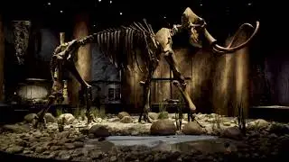Neanderthal Særudstilling på Moesgaard Museum 2021