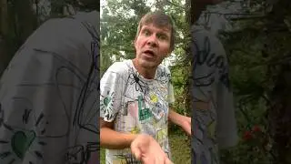 Жизнь в эмиграции #ямайка #жизньвэмиграции #эмиграция #юмор