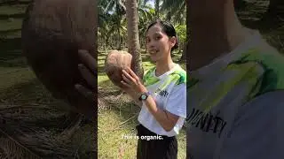 Meet Ivy's Family Coconut Farm: Direct Trade and Organic Farming Changes Lives