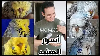 أسرار المشد لتفريخ البادجي الإنجليزي بكل سهوله | تفاصيل بسيطه هتفرق كتير في عدد ومستوي الإنتاج