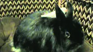 Bird and bunny  Where Easter eggs come from