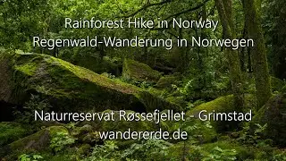 Rainforest & mountain forest in the south of Norway - Hiking near Grimstad at Røssefjellet