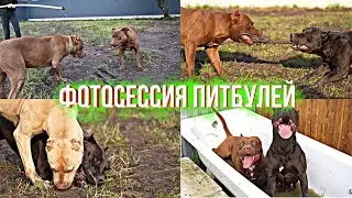 Фотосессия Питбулей с Канала «Питбули Dragon Life». Musa,Bagira,Kimi,Arab,Spike,Kiyara.