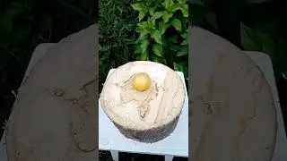 КАК РАСТЁТ ПОМИДОР? #shorts #юмор