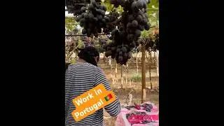 Work in Portugal 🇵🇹// Portugal Workpermit 2024 @sarwaraportugal