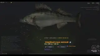 Fisher Online: Каспий, Судак морской