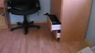 The disappearing cat