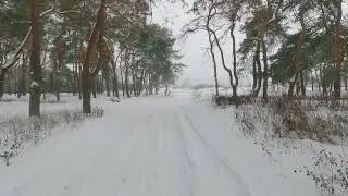 Лес за Караваном зимой - в Харькове до войны