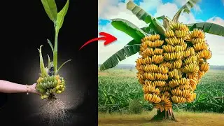 Technical grafting banana fruit get results in a short time