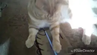 Злой кот и палочка!#3