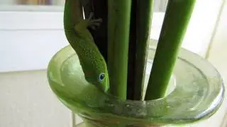 Gecko having a drink