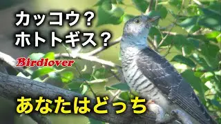 公園で出会ったカッコウかホトトギス。悩ましい