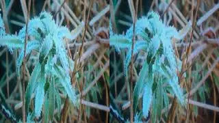20100105 Jack Frost in Luton 3D