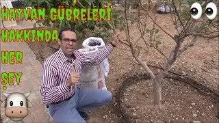 When and How to Give Animal Fertilizers to Trees, What Are Their Features?