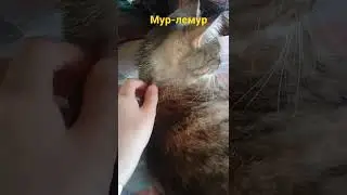 мурлышка