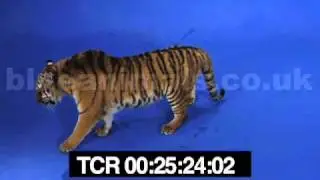 Tess the tiger is very happy
