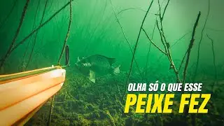 Você ja viu o peixe chegar tão perto? - Atasub Pesca Sub