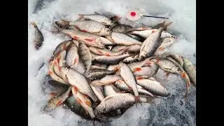 Клюет как из пулемета Рыбалка за дальним кордоном