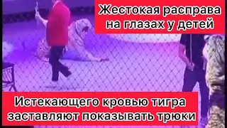Истекающего кровью тигра заставляют показывать представление. Жестокая расправа на глазах у детей..
