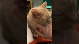 Cat grunts whenever human stops petting, purrs loudly