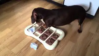 Собачья головоломка
