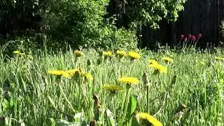 Как просыпаются одуванчики