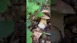 Boletus edulis funghi porcini #boletus #funghi #cepes #cèpes #steinpilze #белые грибы #belyye griby