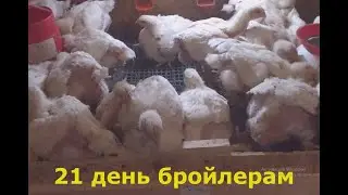 бройлерам 21 день