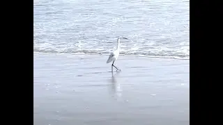 Is it great egret ? A very beautiful bird 😍